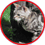 cat-14.gif